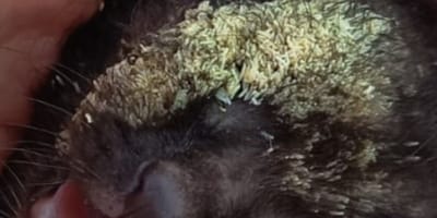 Mit Maden besetztes Gesicht eines ausgesetzten Katzenbabys