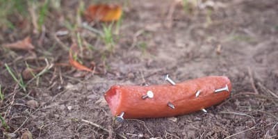 Mit Nägeln präparierte Wurst