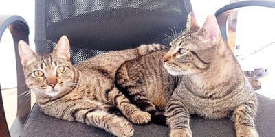 mochi-zero-gatos-hermanos-adopcion-conjunta