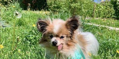 Mogelijk oudste hond ter wereld maand na adoptie overleden