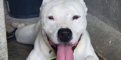 Moka un chien American Staffordshire Terrier  à adopter