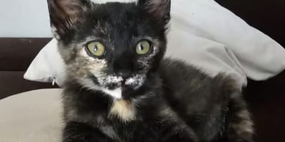 molly-gatita-carey-adopcion