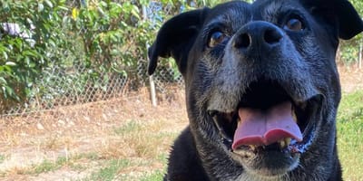 Monster, un chien croisé Cane Corso/Labrador