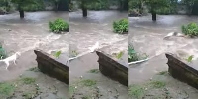 Montage der Rettung eines Hundes aus dem Fluss in Panama
