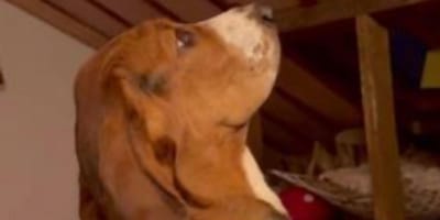 Moo le chien