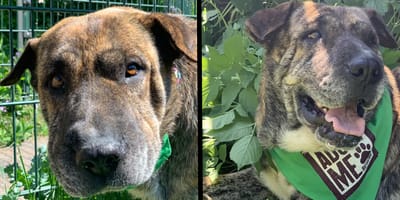 Moose wacht op een forever home. Adopteer jij haar?