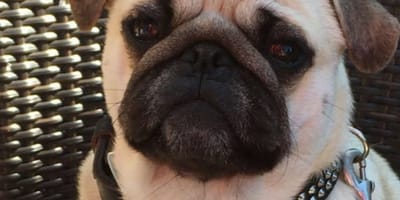 Mops Amadeus