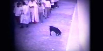 moro-el-perro-de-los-entierros