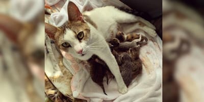 Mother cat with huge litter of kittens