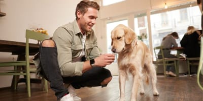 muestras-gratuitas-Purina-Adventuros-perros-bares-madrid-barcelona