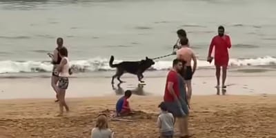 frau-festgenommen-hund-strand-gijon