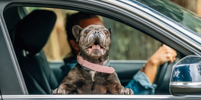 multa-viajar-perro-semana-santa