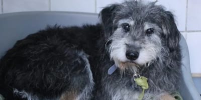 Mumin in seinem Körbchen