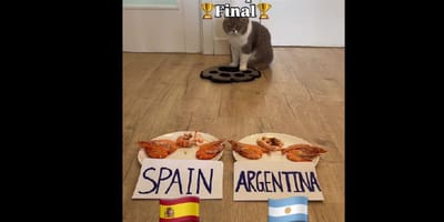mundial argentina españa