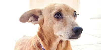 musa-perrita-en-adopcion