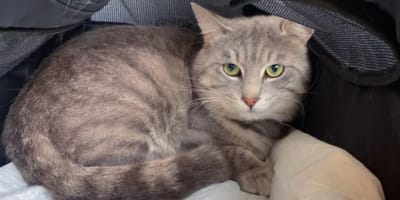 Musso the cat