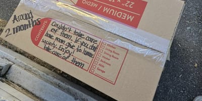 Mysteriöser Karton vor dem Tierheim