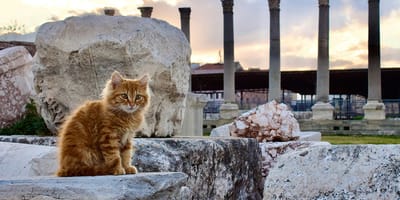 mythologische kattennamen