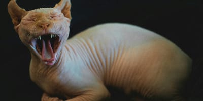 Naaktkatten en Schottish Folds dreigen helemaal uit het straatbeeld te verdwijnen na nieuw verbod