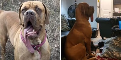 Najdłuższy język świata u psa