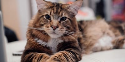 najwieksze koty domowe