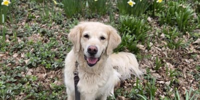 Nala is op zoek naar een nieuw thuis. Adopteer jij haar?