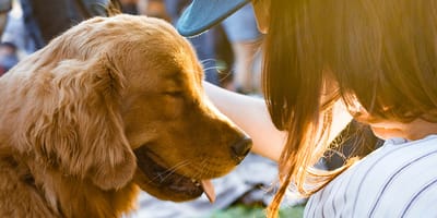 namen voor een adoptiehond