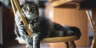Namen voor katten