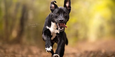 Natasja Froger redde Bob, en is nu op zoek naar een nieuw thuis.