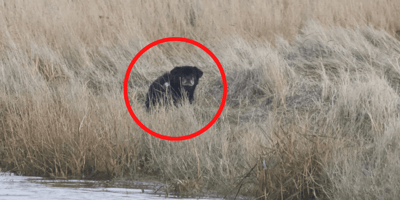Parc naturel de la mer des Wadden.
