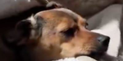 Nellie the dog