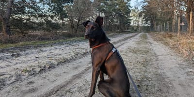 Nero is op zoek naar een nieuw thuis. Adopteer jij haar?