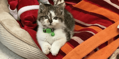 Adorable chaton sauvé