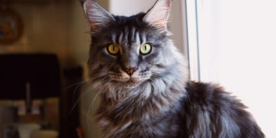 Niet 1 van de Maine Coone katten uit het verhaal