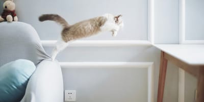Nieuw onderzoek geeft antwoord op de vraag waarom katten altijd op hun pootjes landen