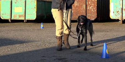 Nieuwe espace room, maar dan voor honden, in Belfeld