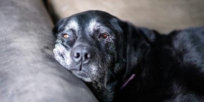 Nieuwe pil geeft honden extra jaren