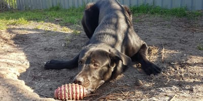 Nike is op zoek naar zijn nieuwe thuis. Adopteer jij hem?