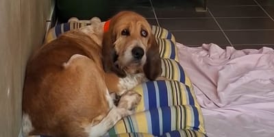 Nina, chienne de 9 ans