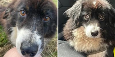Nolly, mini Amerikaanse Herder teefje ter adoptie
