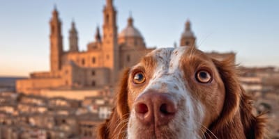 Nombres aragoneses para perros