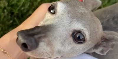 Norman, Kylie Jenner's dog