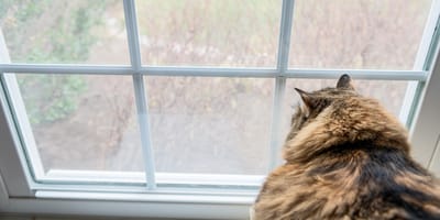 Norwegische Waldkatze schaut aus dem Fenster