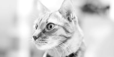 nostaligsche kattennamen