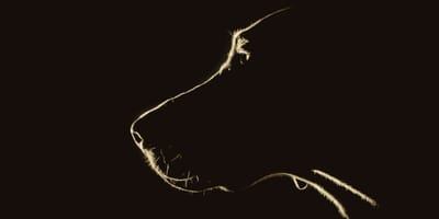 nuevas-razas-de-perros-reconocidas-federacion-cinologica-internacional