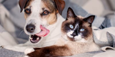 obowiązkowe czipowanie psów i kotów