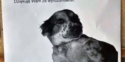 Ogłoszenie dla sąsiadów o psie z lękiem separacyjnym