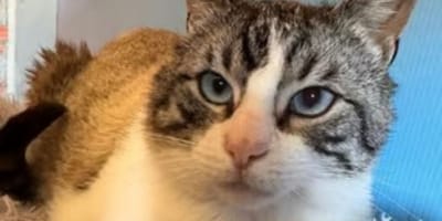 ojitos-gato-adopcion