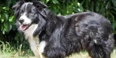 Olly, chien Border Collie à adopter