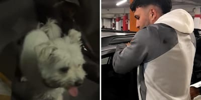 omar-montes-arranca-puerta-coche-rescata-perro-encerrado